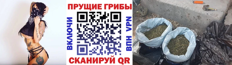 Псилоцибиновые грибы мицелий  наркошоп  Чулым 